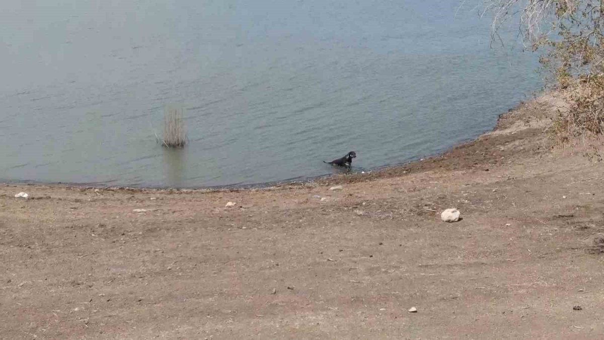 Sıcaklardan Bunalan Köpekler Barajda Serinliyor