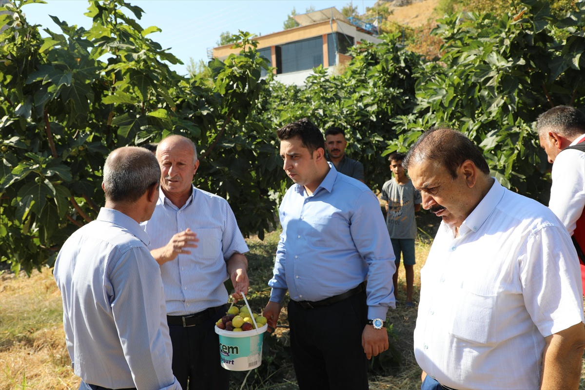 Hasankeyf'te 360 Ton Benati İnciri Bekleniyor