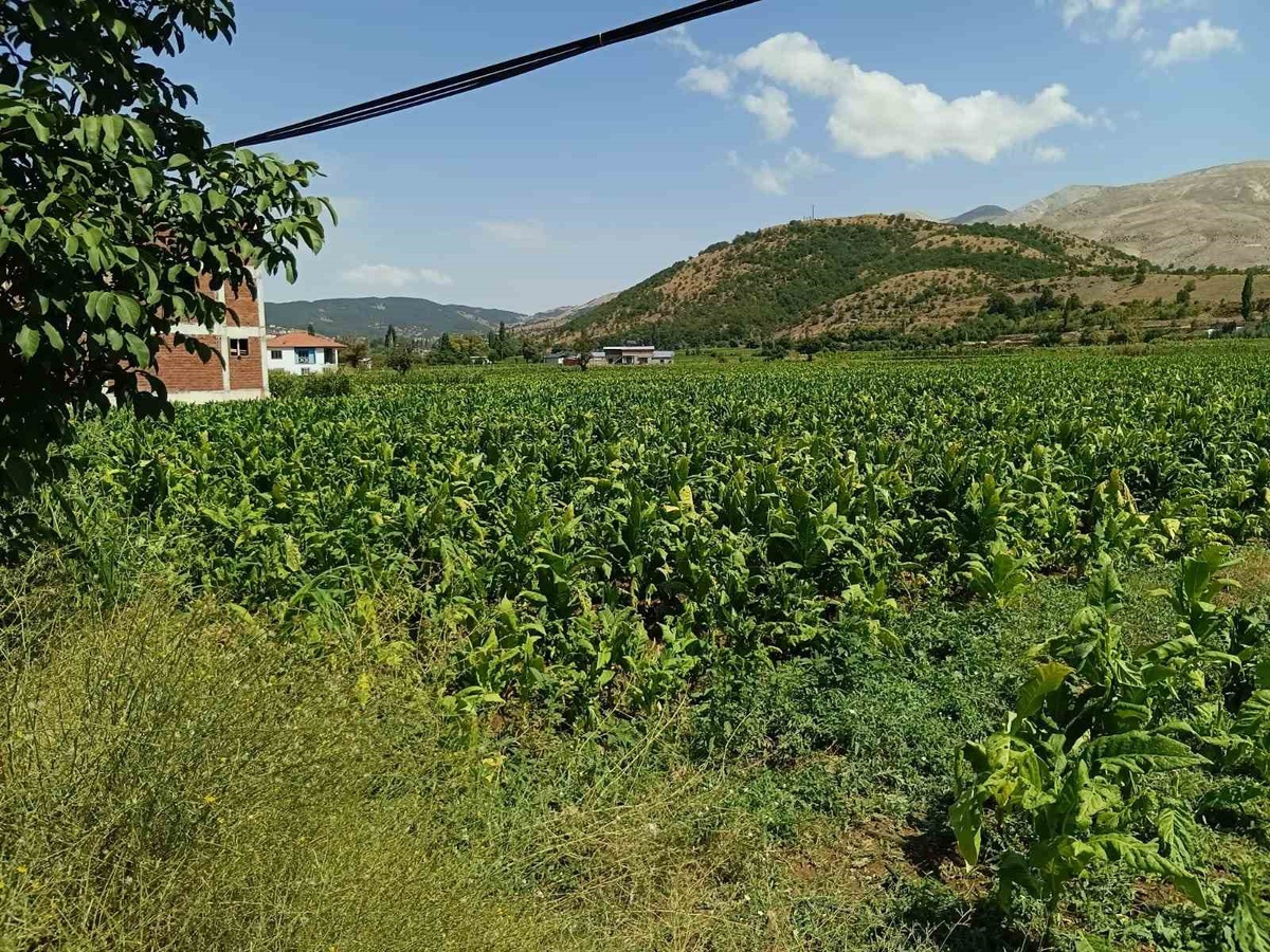 Çelikhan'da Dolu Zarar Verdi