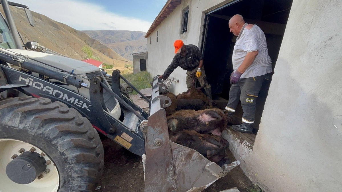 Erzincan'da Ayı Saldırısı: 144 Hayvan Telef Oldu