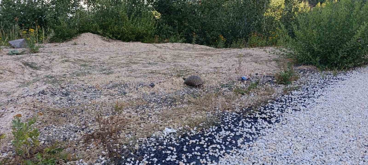 Sürücüler Kaplumbağayı Kurtardı