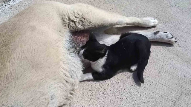 Kedi ve Köpeğin Dostluğu
