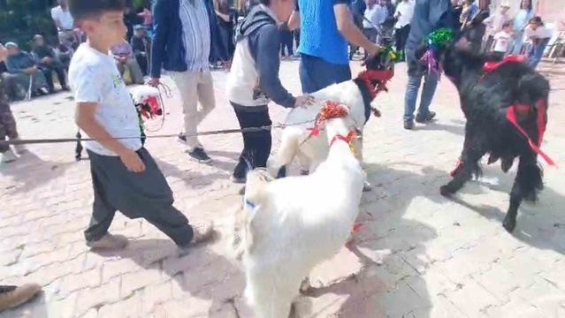 Keçi Güzellik Yarışması Mersin'de Düzenlendi