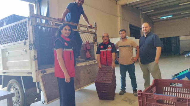 Nazilli'de İncir Üreticilerine Hibe Kasalar