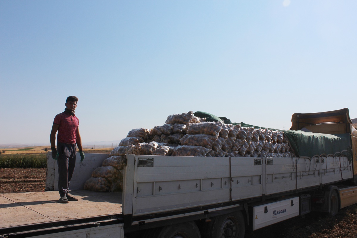 Aksaray'da Patates Fiyatları Düşüyor