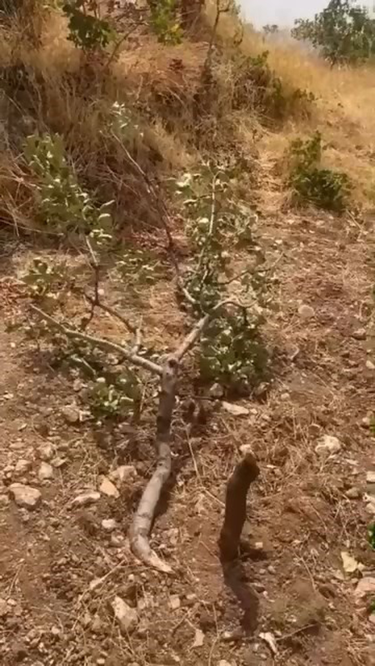 Yaban Domuzları Siirt'te Fıstık Üreticilerini Mağdur Ediyor
