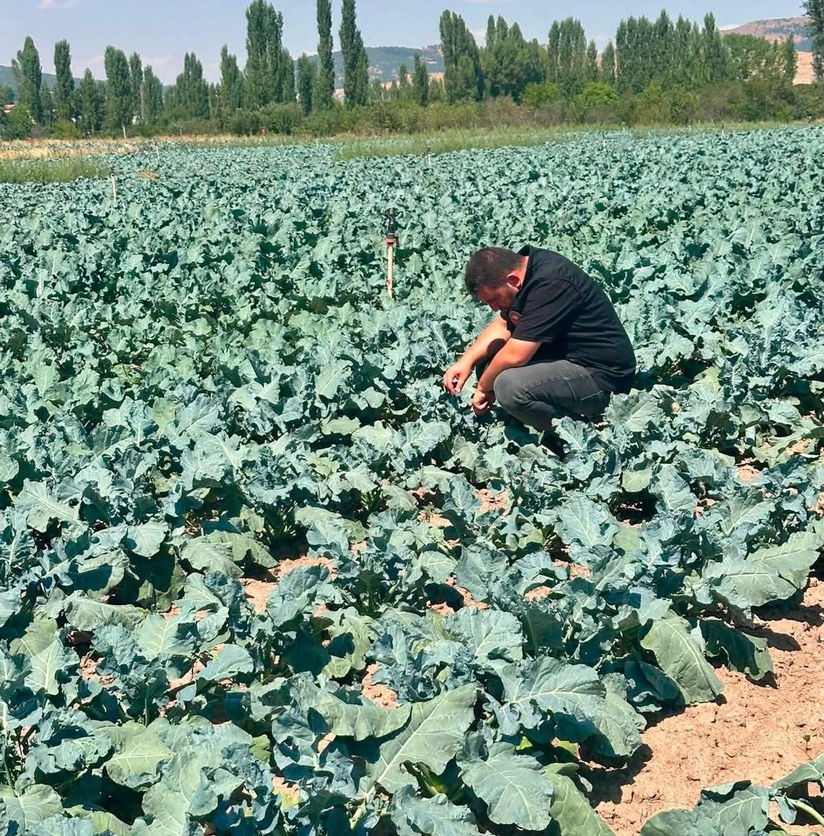 Brokoli Ekimi Kontrol Edildi