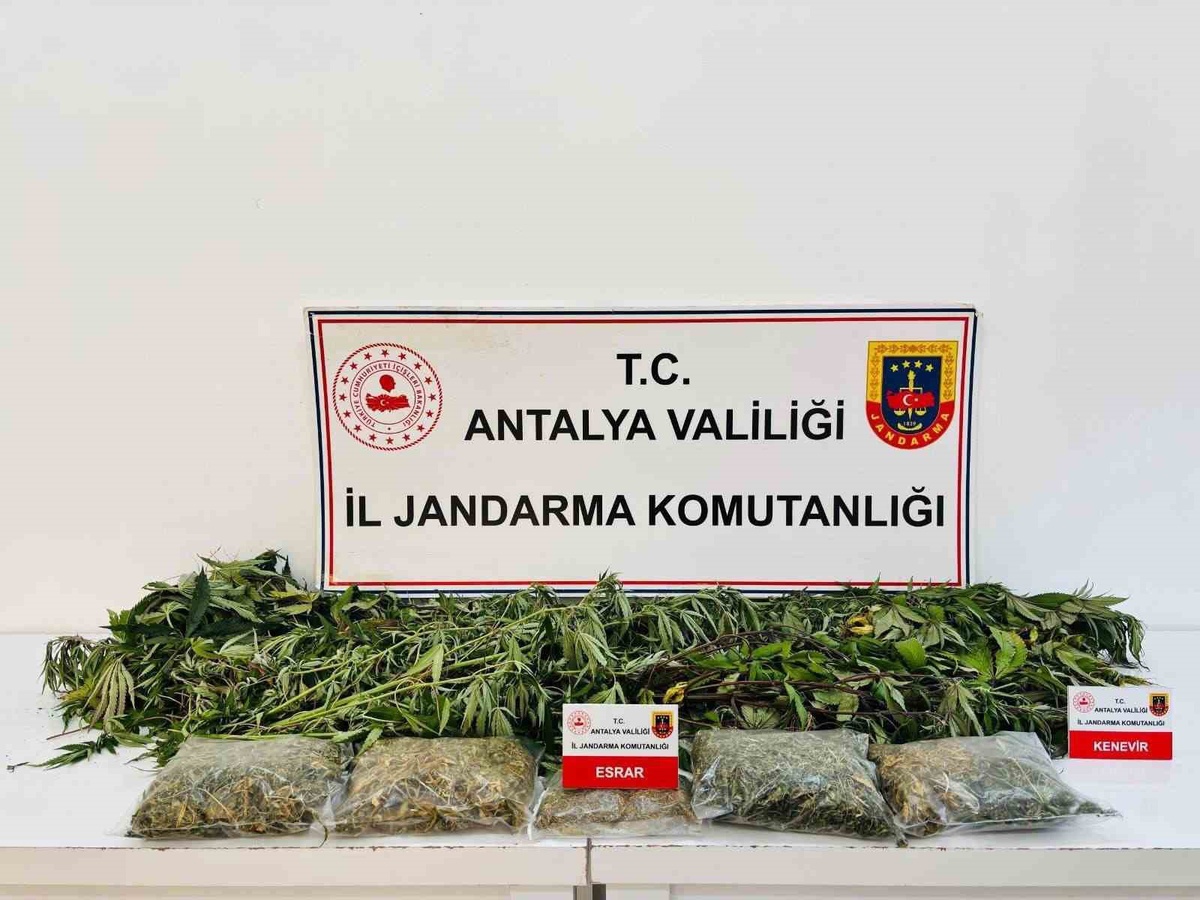 Alanya'da Jandarmanın Operasyonunda 24 Kök Kenevir ve 2 Kilo 642 Gram Kubar Esrar Ele Geçirildi