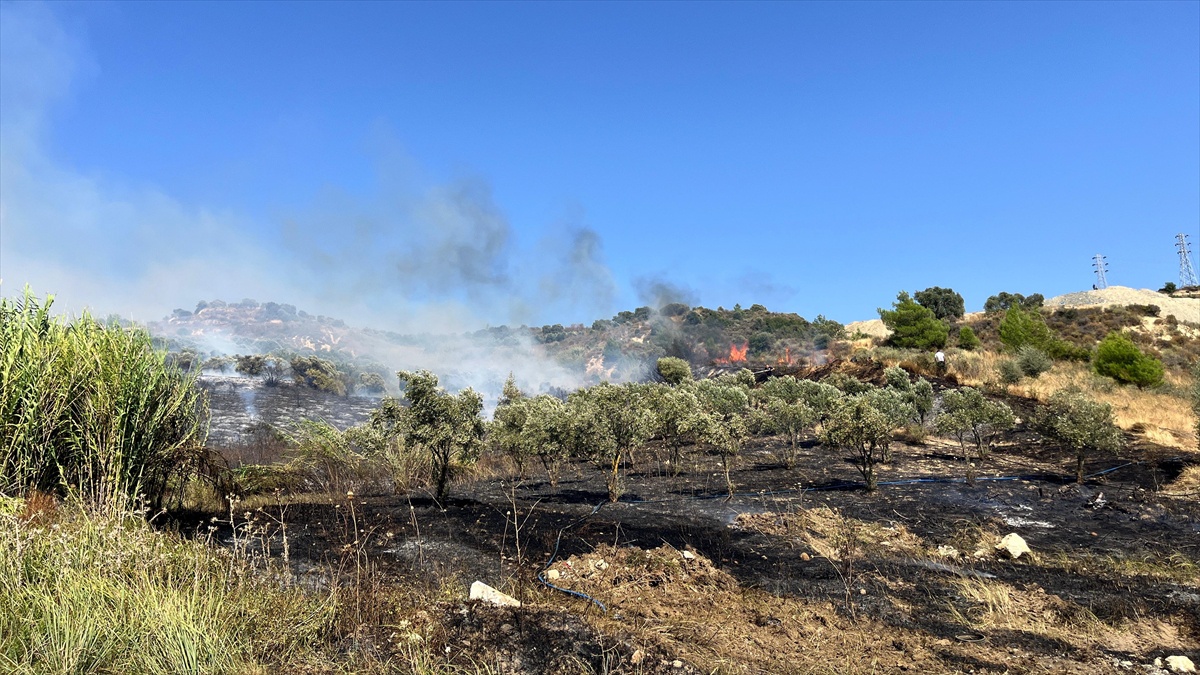 Hatay'ın Antakya ilçesindeki Kisecik Mahallesi'nde zeytinlik yangını itfaiye ekiplerince kontrol altına alındı