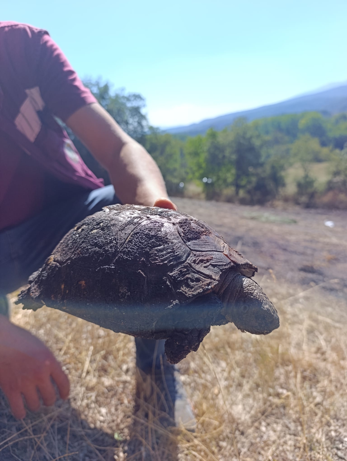 Bolu'nun Mudurnu ilçesinde ormana sıçrayan yangın söndürüldü, alevlerin ortasında kalan kaplumbağa kurtarıldı