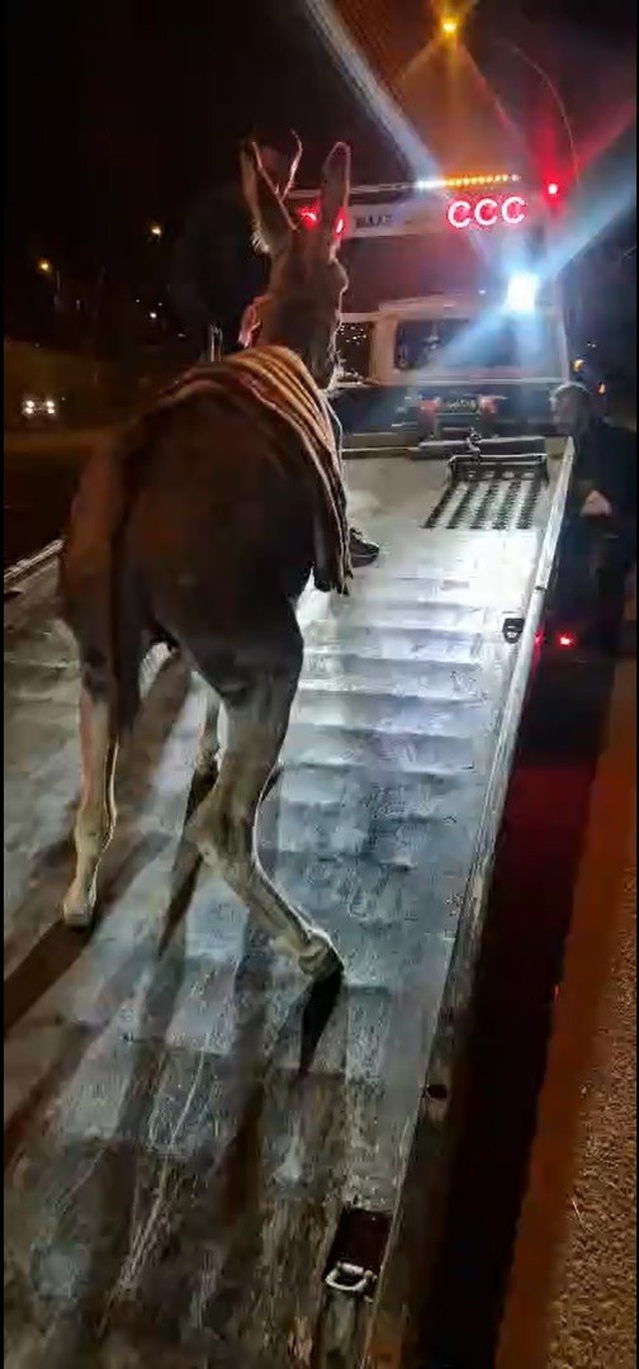 Ankara Altındağ'da Başıboş Dolaşan Eşek Çekiciyle Otoparka Götürüldü, Sahibine 1246 Lira Ceza