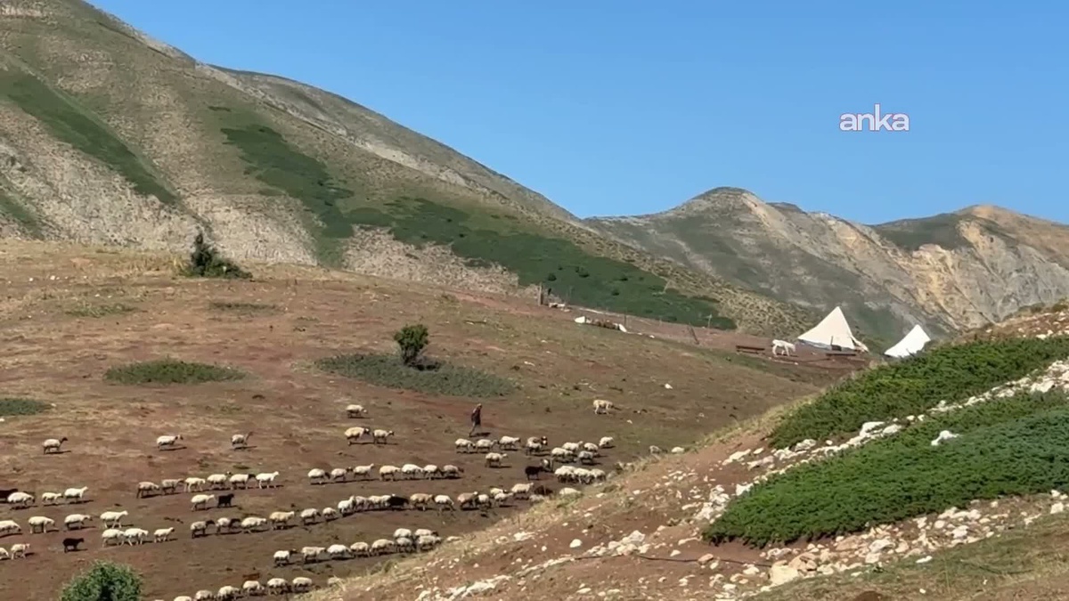 23 yaşındaki genç kadın binlerce rakımdaki Tunceli yaylasında 600 koyunun bakımını yapıp aynı anda KPSS'ye...