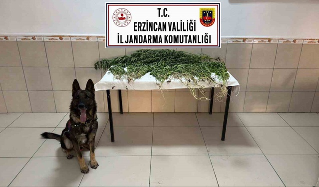 Erzincan'ın Üzümlü ilçesinde Saztepe Mahallesi'nde jandarmanın operasyonunda 227 kök kenevir ele geçirildi, 2 şüpheli tutuklandı