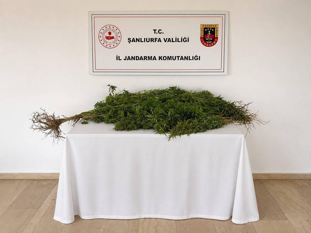 Şanlıurfa Eyyübiye'de Kenevir Operasyonu: 8 Kök Bitki Ele Geçirildi, Şahıs Gözaltında