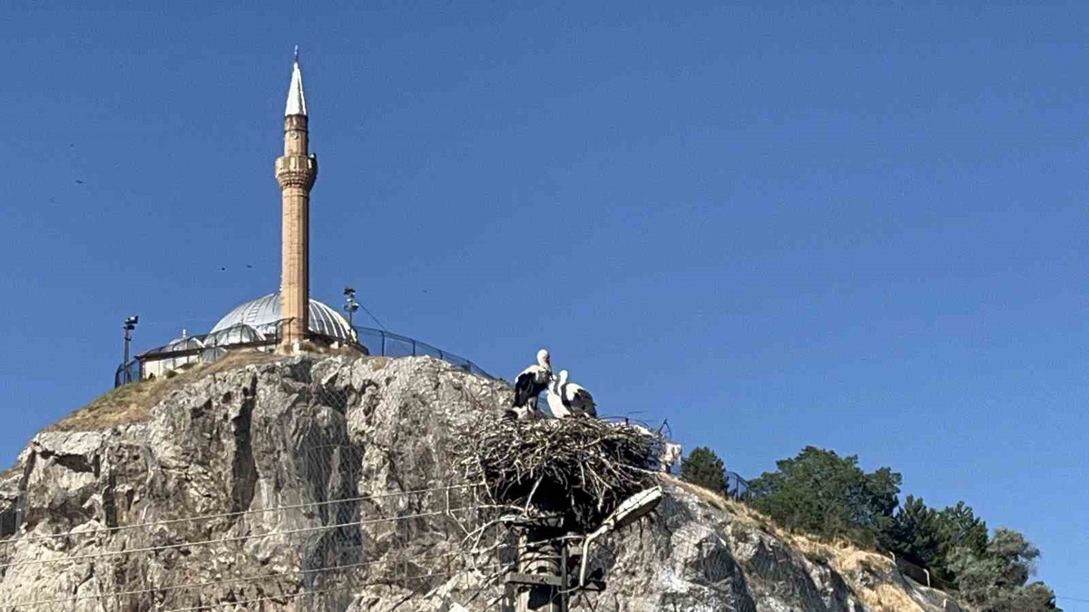 Sivas'ın Abdulvahabi Gazi Mahallesinde Leylek Ailesi Kuşaktan Kuşağa Aynı Yuvada, Mahallelinin Komşusu Oldu