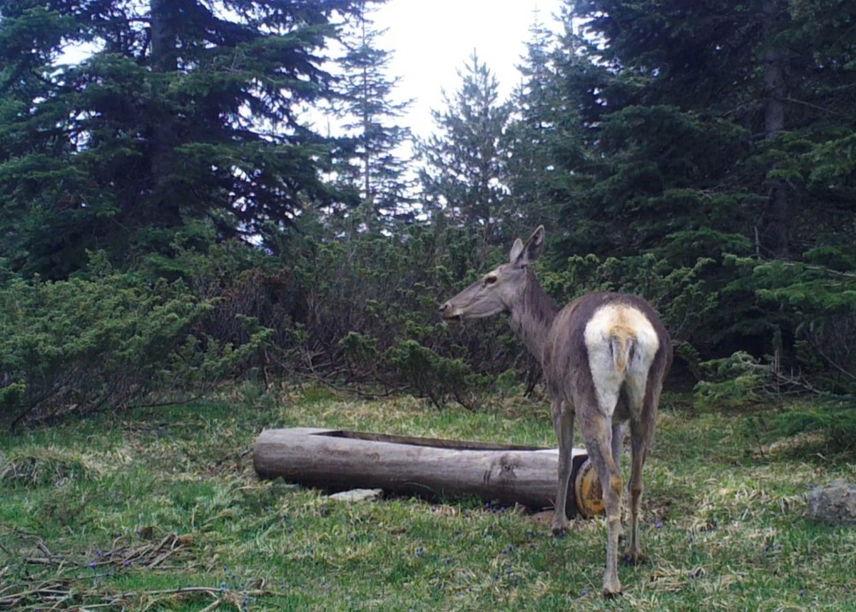 Kastamonu Ilgaz Dağı'ndaki Kızıl Geyik Fotokapanda Su İçerken Görüntülendi