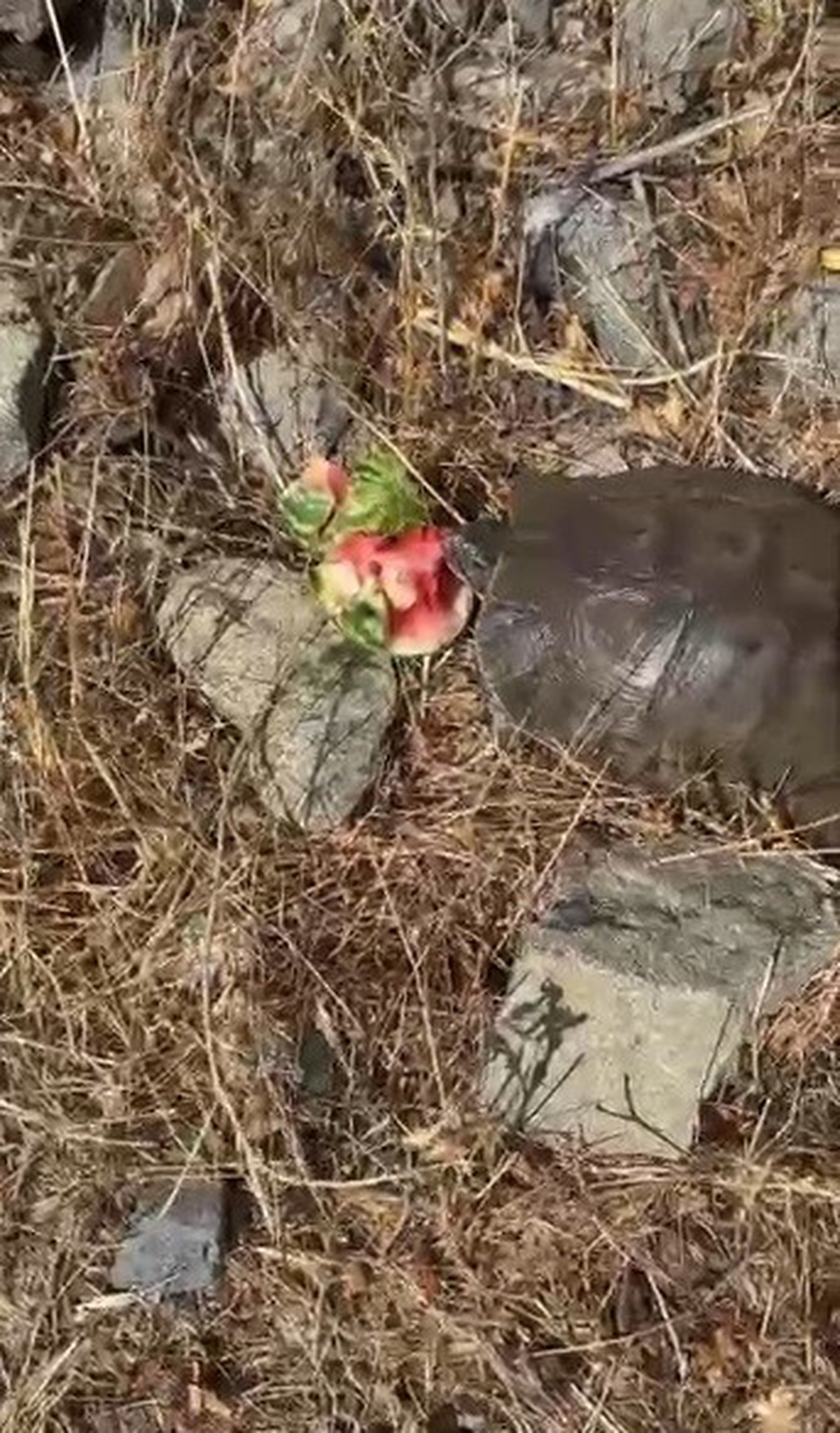 Tunceli'de susamış kaplumbağaya içi boşaltılmış karpuz ikram eden Doç. Dr. İlyas Kayaokay'ın o anları cep ...