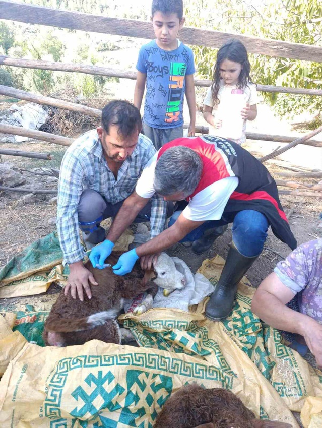 Muğla'da Buzağı Kayıplarını Azaltma Projesi