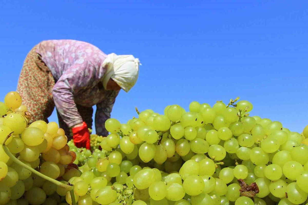 TARİŞ'ten 2026 Sezonu Çekirdeksiz Kuru Üzümde Brüt 80 TL/Kg Avans Fiyatı, Randevular 7 Eylül'de Açılacak