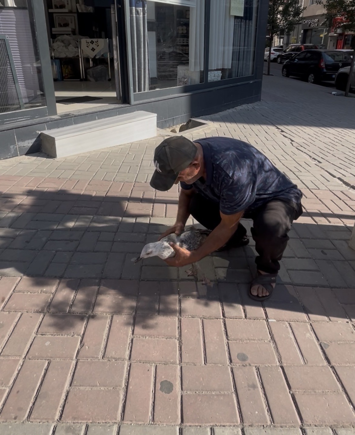 Şefkatli Adamın Martıya Yardımı