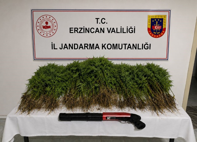 Erzincan'ın Tercan ilçesinde uyuşturucu operasyonu: 174 kök kenevir ele geçirildi, 1 tutuklama
