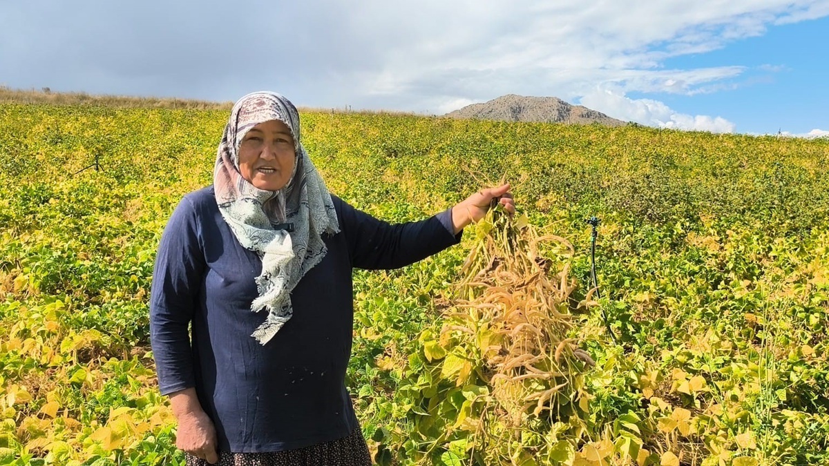 Adana Tufanbeyli'de coğrafi işaretli beyaz kuru fasulyede hasat başladı, tarlada kilosu 100-125 TL