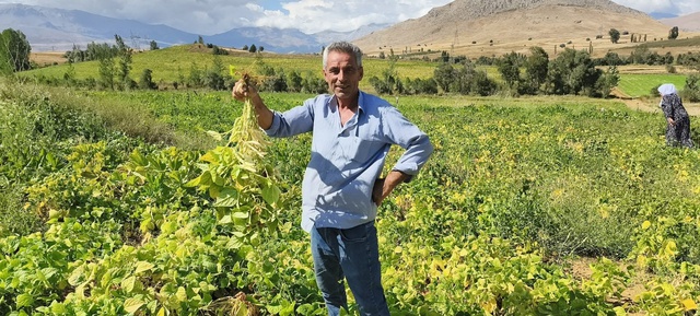 Coğrafi işaretli beyaz kuru fasulye hasadı başladı: Bu lezzet servet değerinde