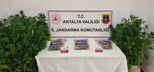 Antalya Gazipaşa'da ormanlık alana ekilen 146 kök kenevir ve 1 kilo kubar esrar ele geçirildi