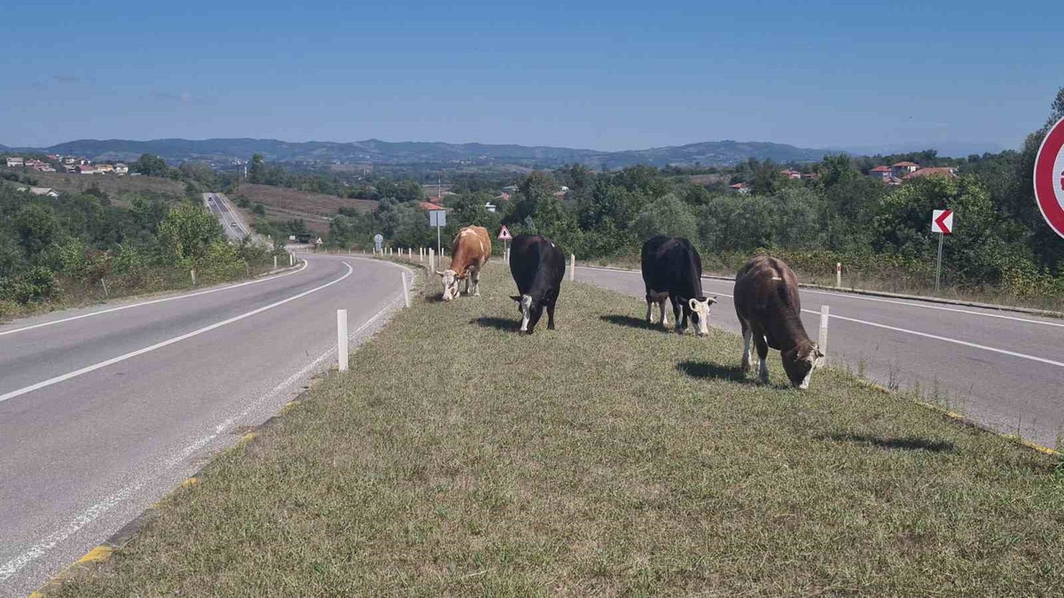Zonguldak Çaycuma-Perşembe yolunda başıboş hayvanlar yeniden kaza riski oluşturuyor