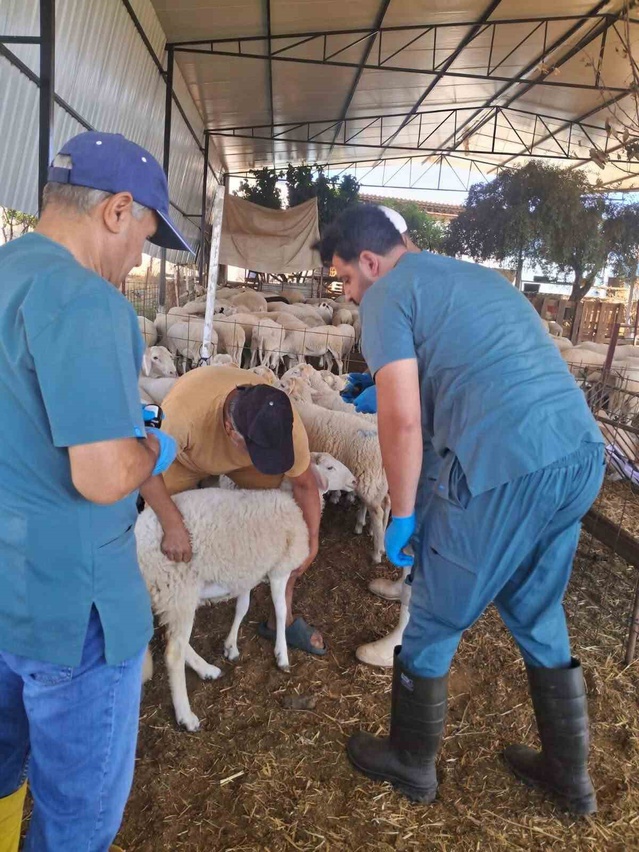 Aydın'ın Köşk ilçesinde küçükbaş hayvanlar kulak küpesiyle kimliklendiriliyor, kayıt ve hareketleri takip ediliyor