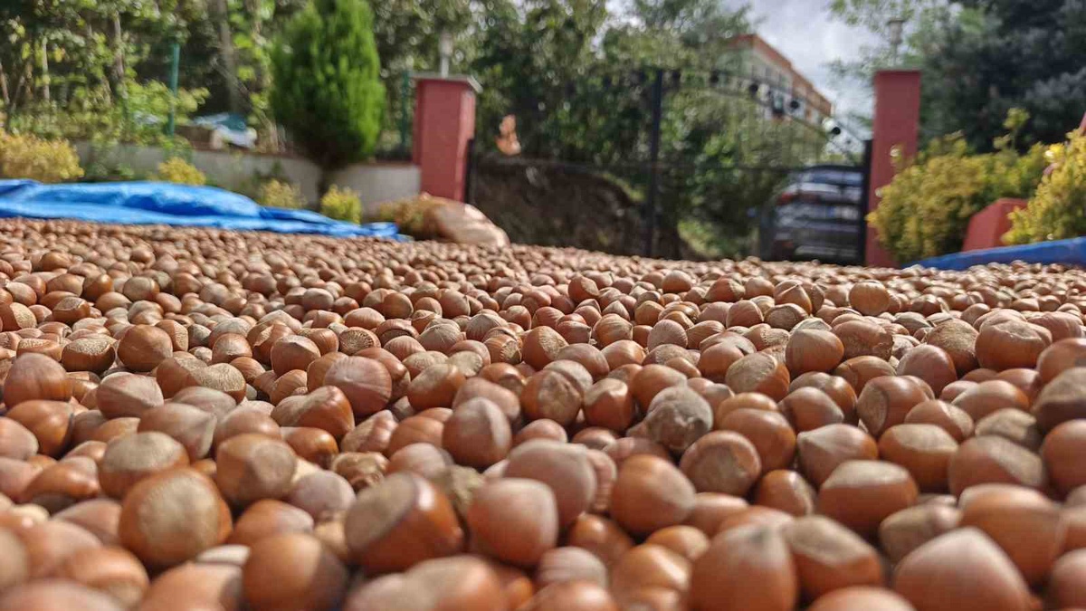 Ordu'da hasat sonrası kurutma mesaisi sürüyor: üreticiler fındığını güneşte harmanlayarak randımanını koru...