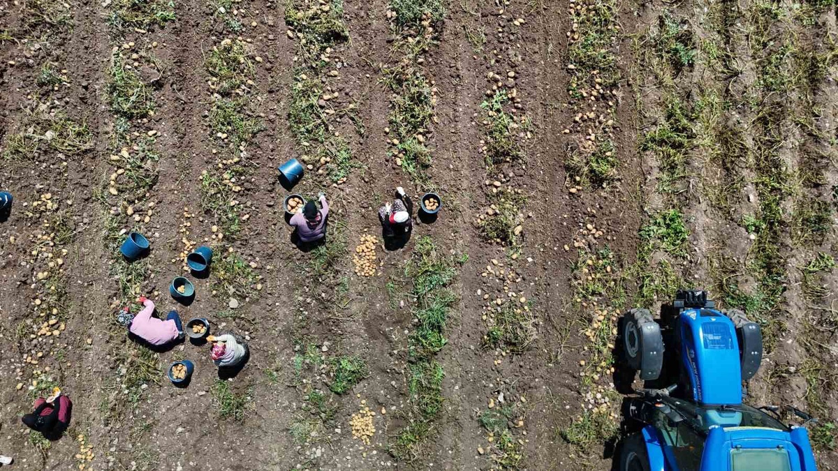 Bolu'da patates hasadı başladı; tarlada 28, tezgahta 45 liraya satılıyor