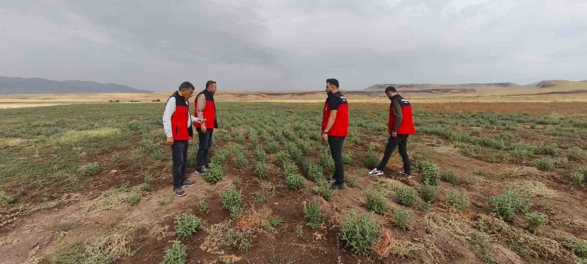 Patnos'ta Emekli Müteahhidin 30 Dönümlük Arazisinde Ada Çayı Hasadı Yaklaşıyor, İlçe Müdürlüğü Projeye Dön...