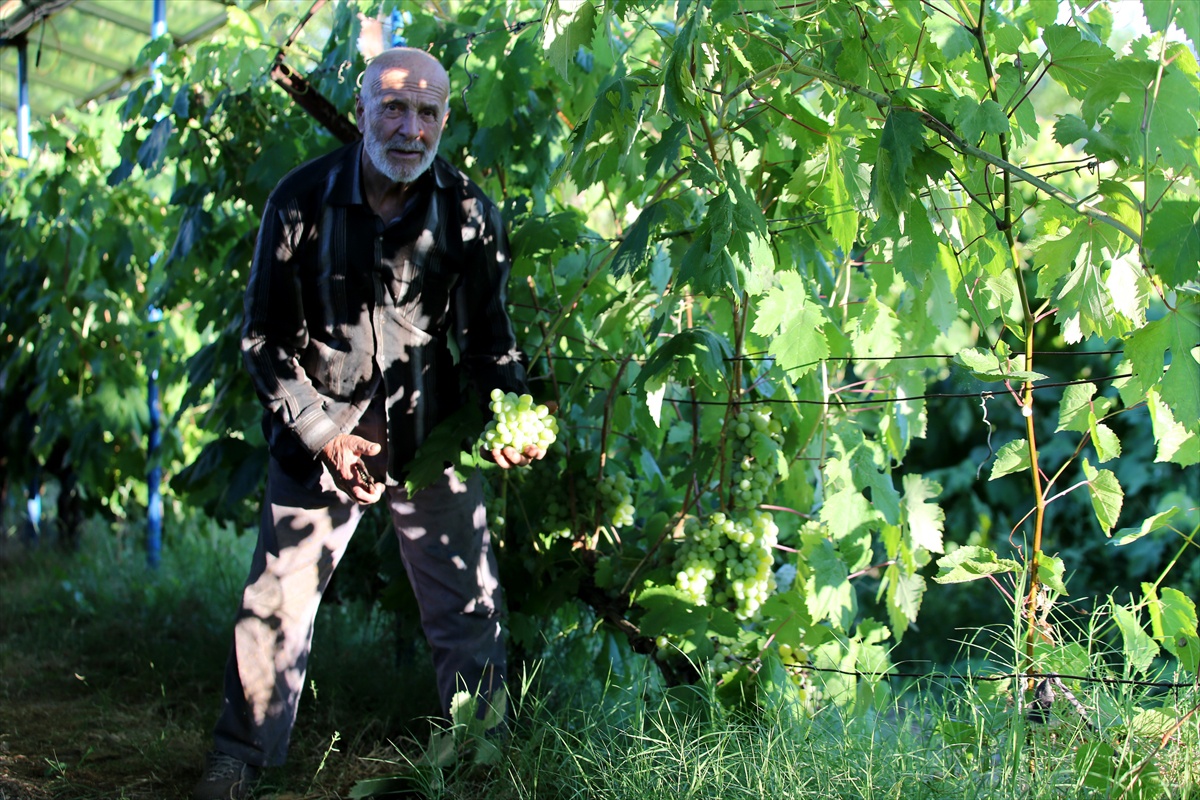 Safranbolu\'da coğrafi işaretli çavuş üzümünde hasat başladı; üretici dekarda 700-800 kilo rekolte bekliyor