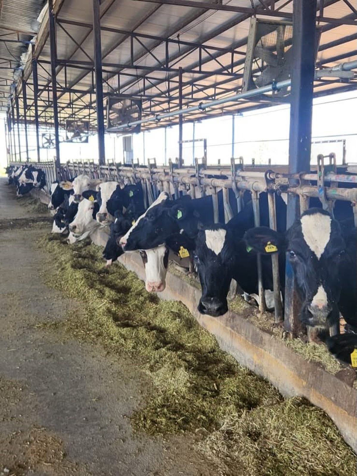 Aydın'ın Söke ilçesinde hastalıktan ari işletmelerde rutin kan alım ve test işlemleri sürüyor