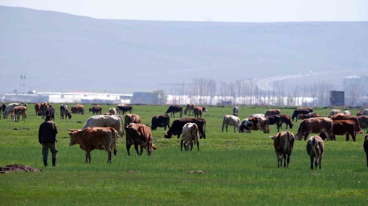 Erzurum'da 2026 ilk dönem büyükbaş ve küçükbaş destek başvuruları başladı, son gün için üreticilere uyarı