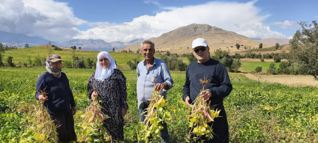 Coğrafi işaretli beyaz kuru fasulye hasadı başladı: Bu lezzet servet değerinde