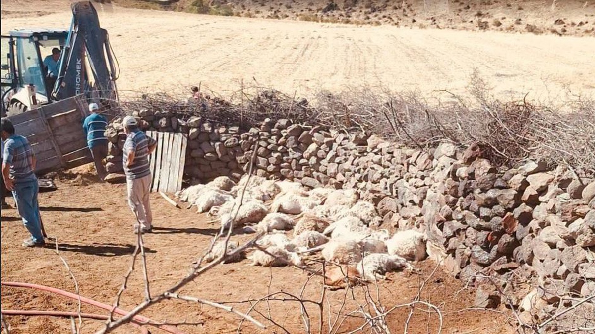 Ankara Güdül'de ağılda çıkan yangında 65 küçükbaş hayvan telef oldu