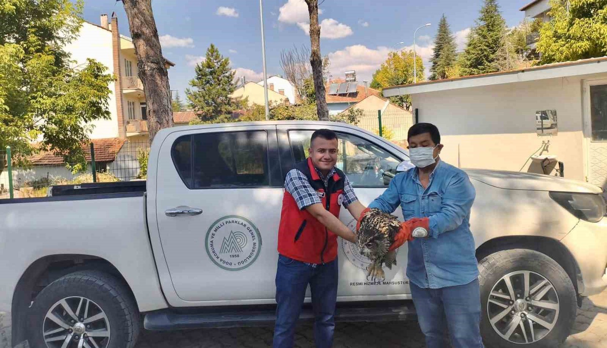 Afyonkarahisar Sandıklı'da arazide yaralı bulunan puhu kuşu tedavi altına alındı