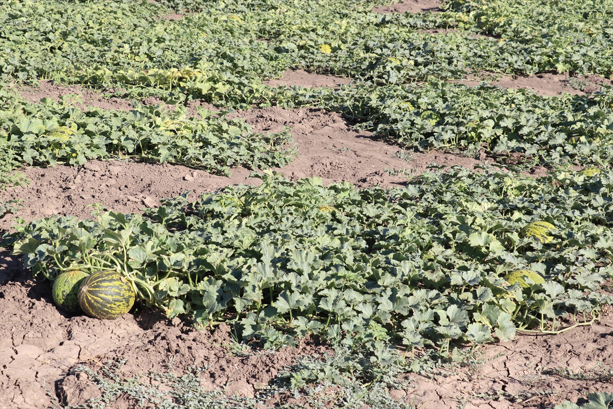 Ağrı'da kavun karpuz hasadı için tarlada program düzenlendi, 2 bin dekarda üretim yapıldı