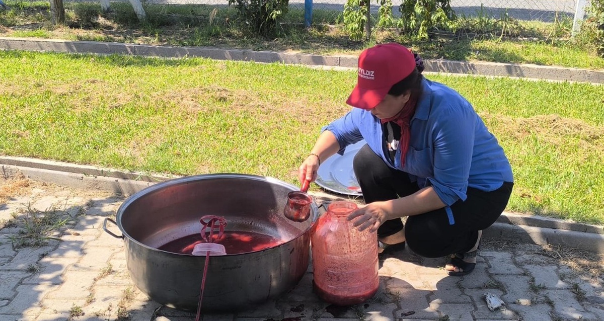 Iğdır'da Anjelik eriğinde hasat başladı, zirai don nedeniyle rekolte 25 tona geriledi