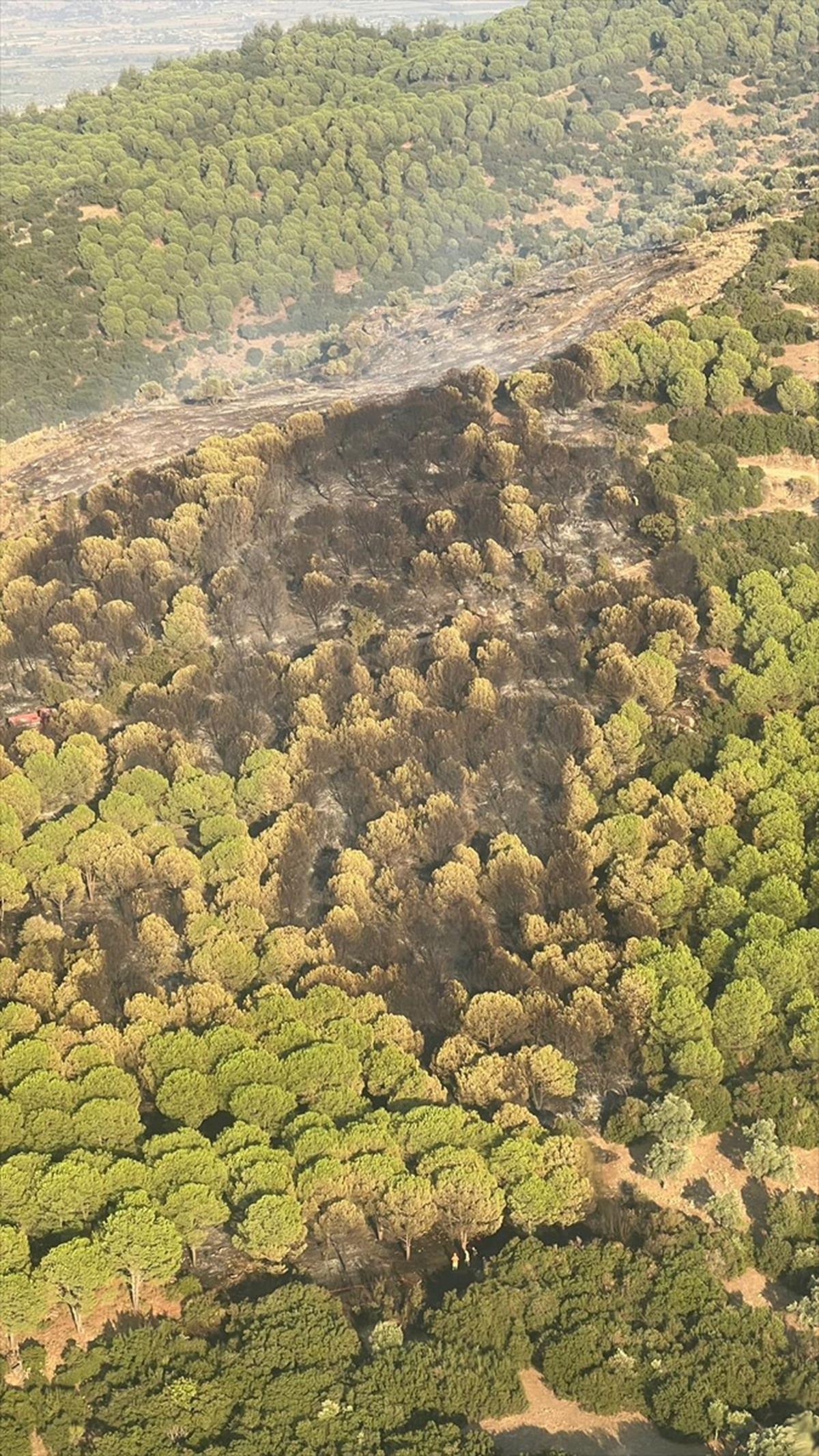 Aydın Çine\'deki orman ve zirai alan yangınına 5 helikopter ve 6 uçakla müdahale sürüyor