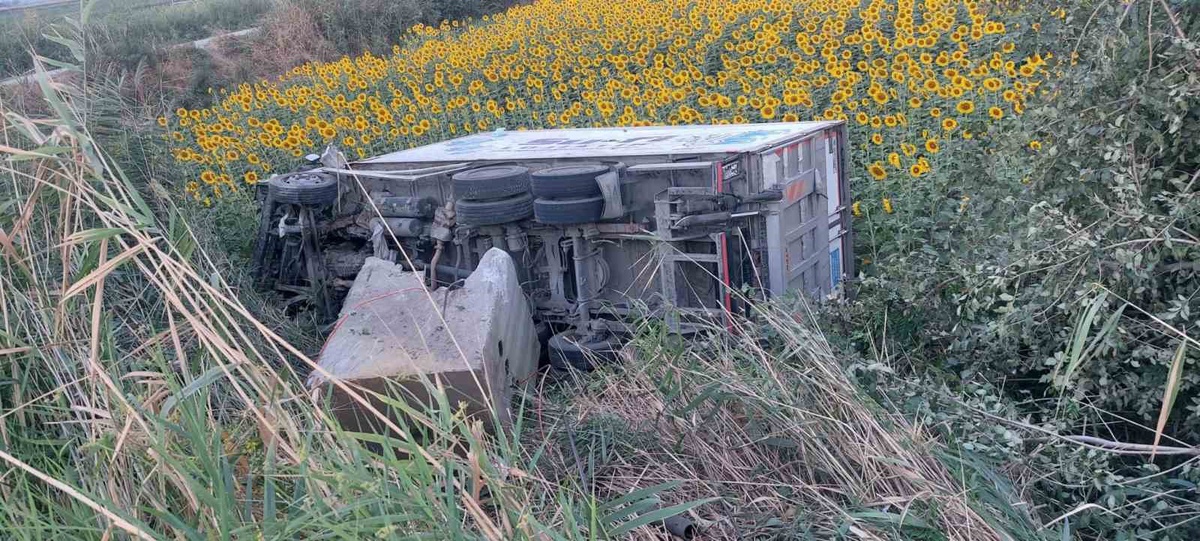 Aydın Efeler'de kamyonet ayçiçeği tarlasına uçtu, sürücü sıkışarak yaralandı