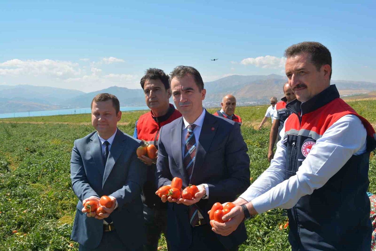 Bitlis'te 34 bin dekarlık alanda domates hasadı başladı