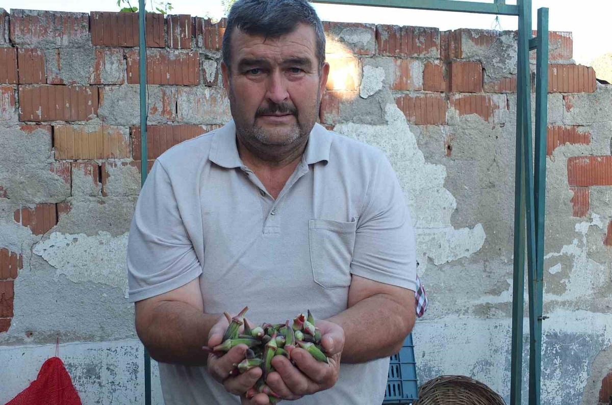 Burhaniye'de bamya üreticisi Mustafa Göksu, kilosu 300 liraya satılan kınalı bamyayla yüzünü