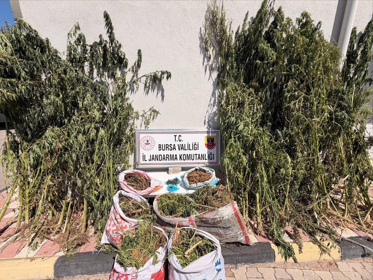 Bursa Karacabey'de uyuşturucu operasyonunda 22 kilo 675 gram kubar esrar ele geçirildi