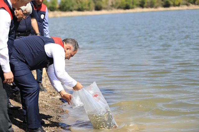 Çankırı'da 662 buçuk bin sazan yavrusu baraj ve göletlere bırakıldı