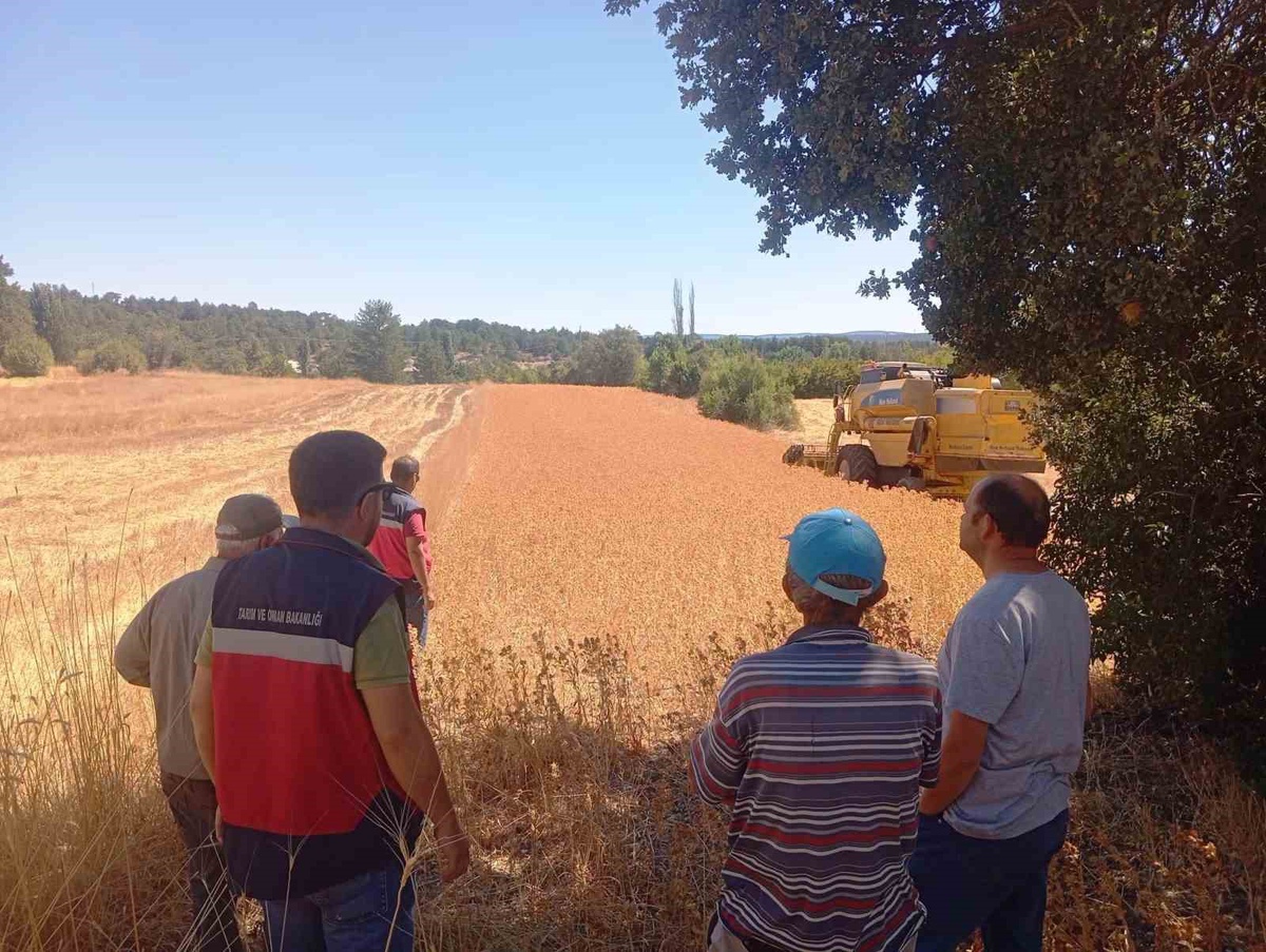 Domaniç'te üreticilere yüzde 75 hibe ile dağıtılan asprin hasadı yapıldı