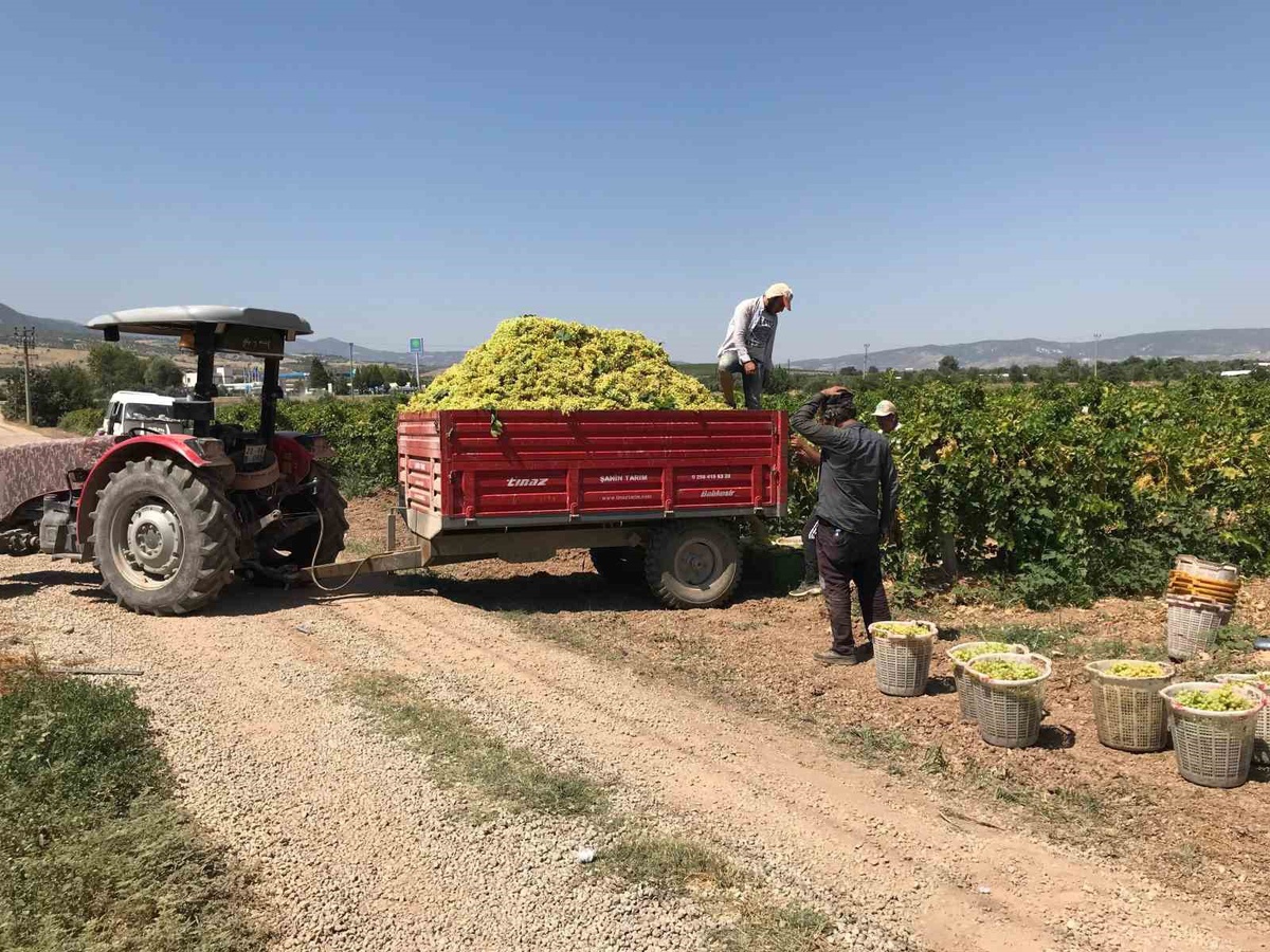 Güney'de şaraplık üzümde fiyat şoku; 17 liraya alıcı bulan üretici masrafını karşılayamıyor