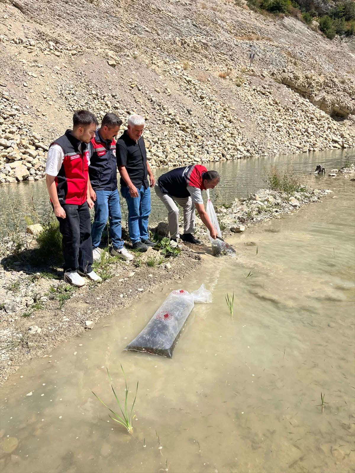 Karabük\'te göletlere 105 bin yavru balık bırakıldı, stoklar desteklenecek